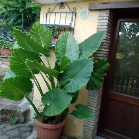 Casale Mariella *